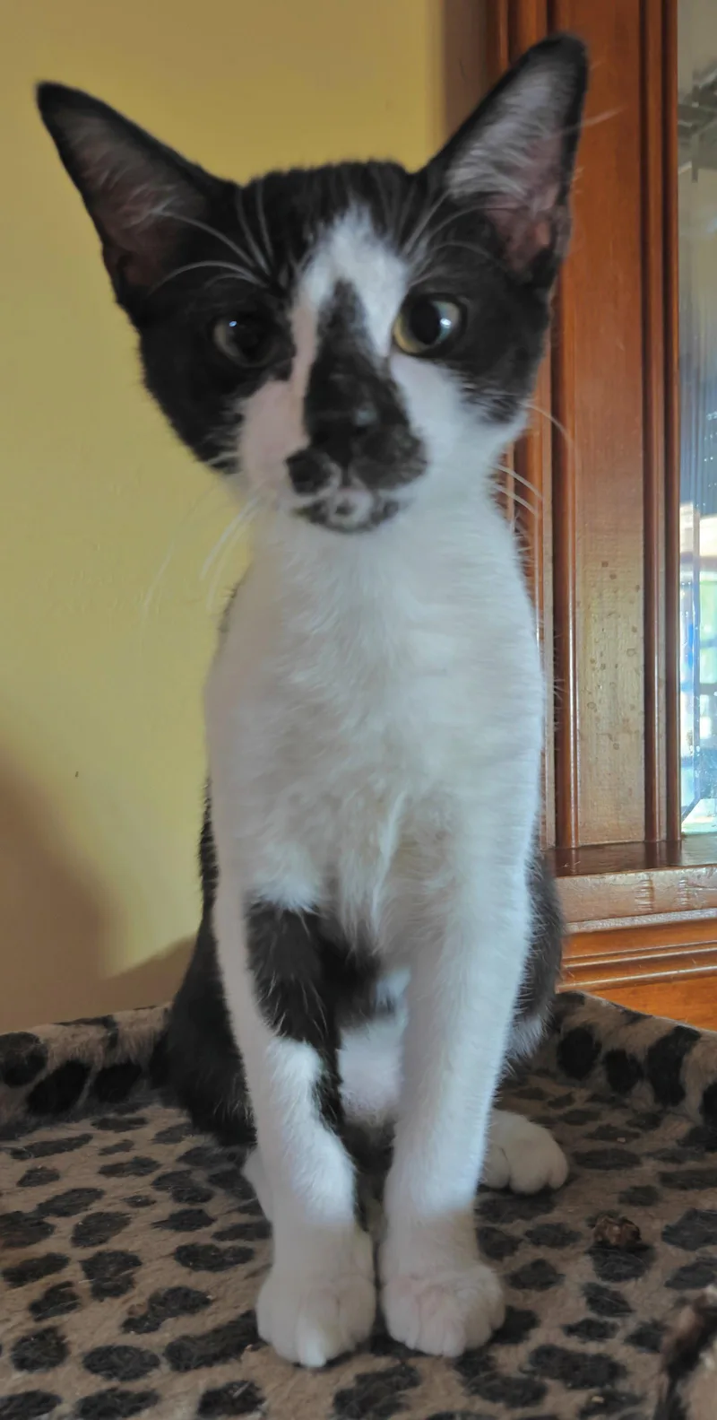 A young medium-sized male Domestic Short Hair cat named Olruggio for adoption in Phoenix, AZ