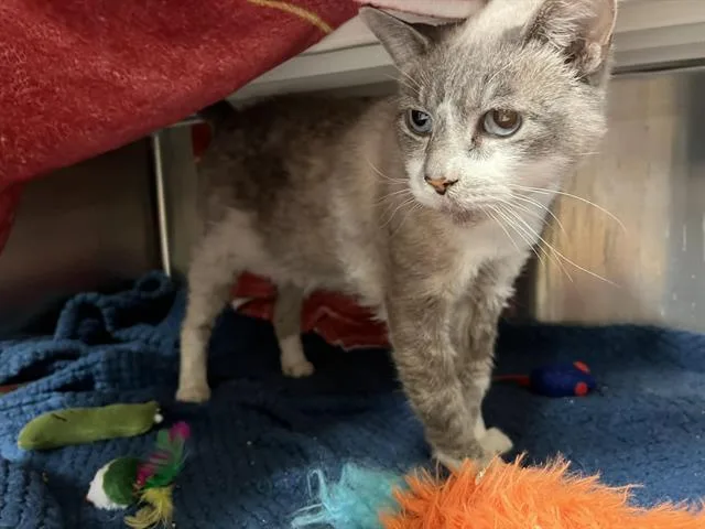 An adult large-sized male Snowshoe cat named Casper for adoption in Tustin, CA