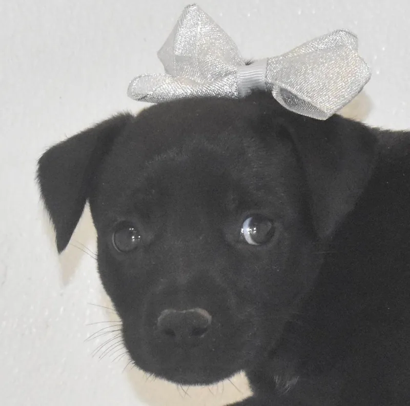 A baby large-sized female Terrier dog named Rosepetal for adoption in Springfield, OH