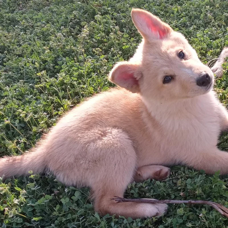 An adult medium-sized male Yellow / Tan / Blond / Fawn Shepherd dog named Ginger for adoption in Stephenville, TX