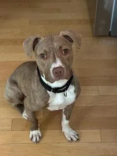 A baby medium-sized female Mixed Breed dog named Lily for adoption in Evanston, IL