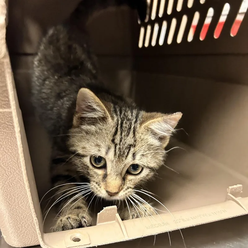 A baby small-sized male Brown / Chocolate Domestic Short Hair cat named Porcupine for adoption in Newport, NC