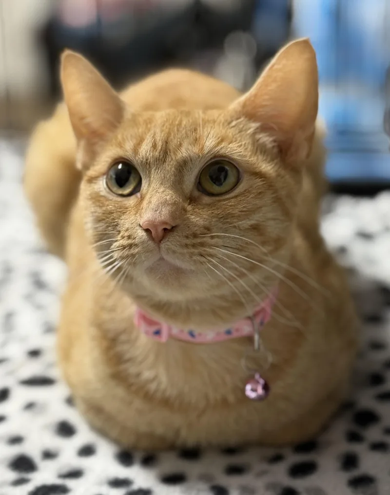 An adult medium-sized female Orange / Red Domestic Short Hair cat named Stella for adoption in Pawleys Island, SC