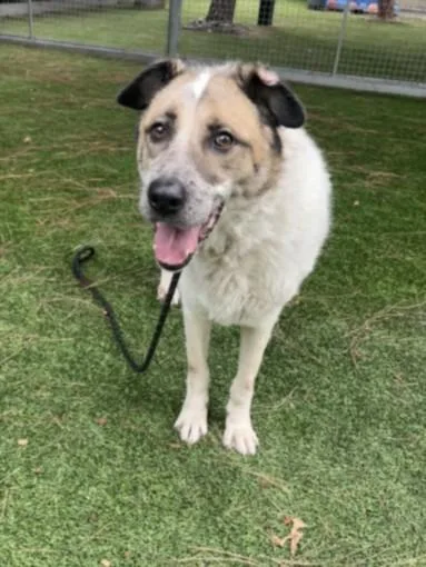 An adult extra large-sized female Australian Shepherd dog named Cali for adoption in Van Nuys, CA