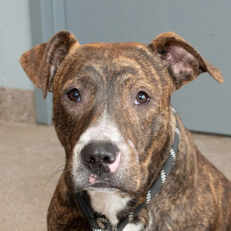 A young medium-sized male Bull Terrier dog named Yoshi for adoption in Troy, OH