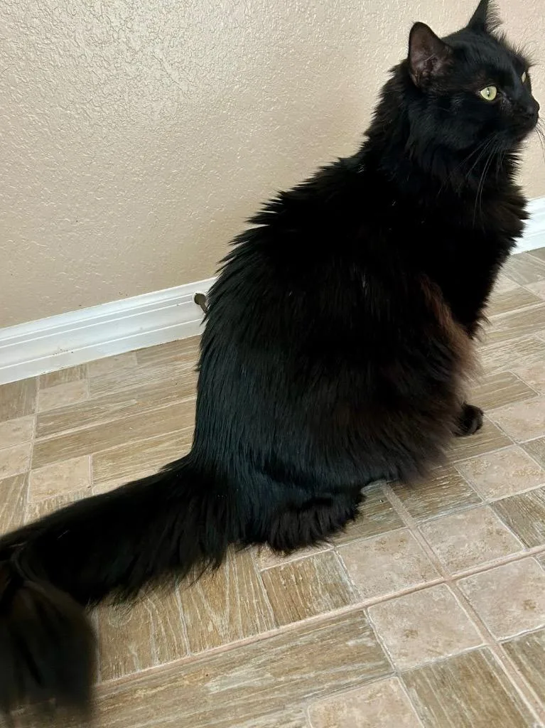 A young large-sized male Domestic Long Hair cat named Zeke for adoption in Ocala, FL