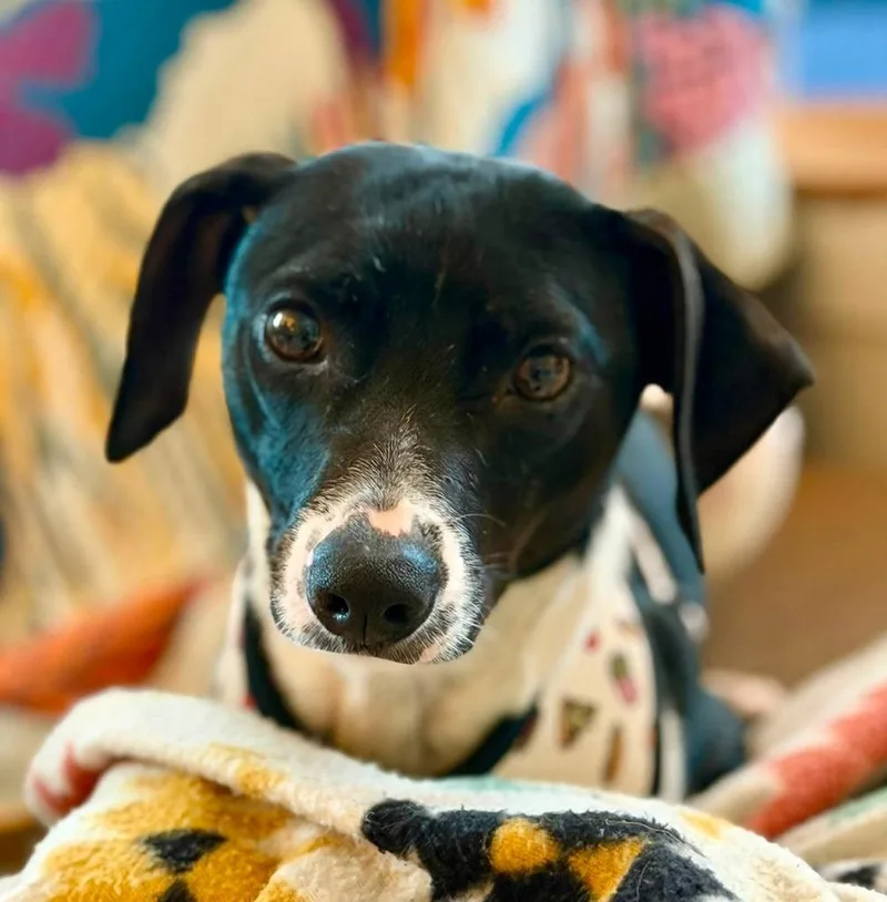 An adult small-sized female Tricolor (Brown, Black, & White) Mixed Breed dog named Lucy Gray for adoption in Milton, DE
