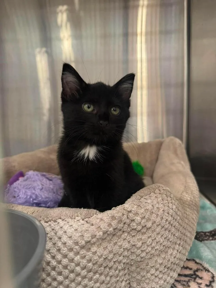 A baby small-sized female Black Domestic Short Hair cat named Marinara G. for adoption in Peoria, IL
