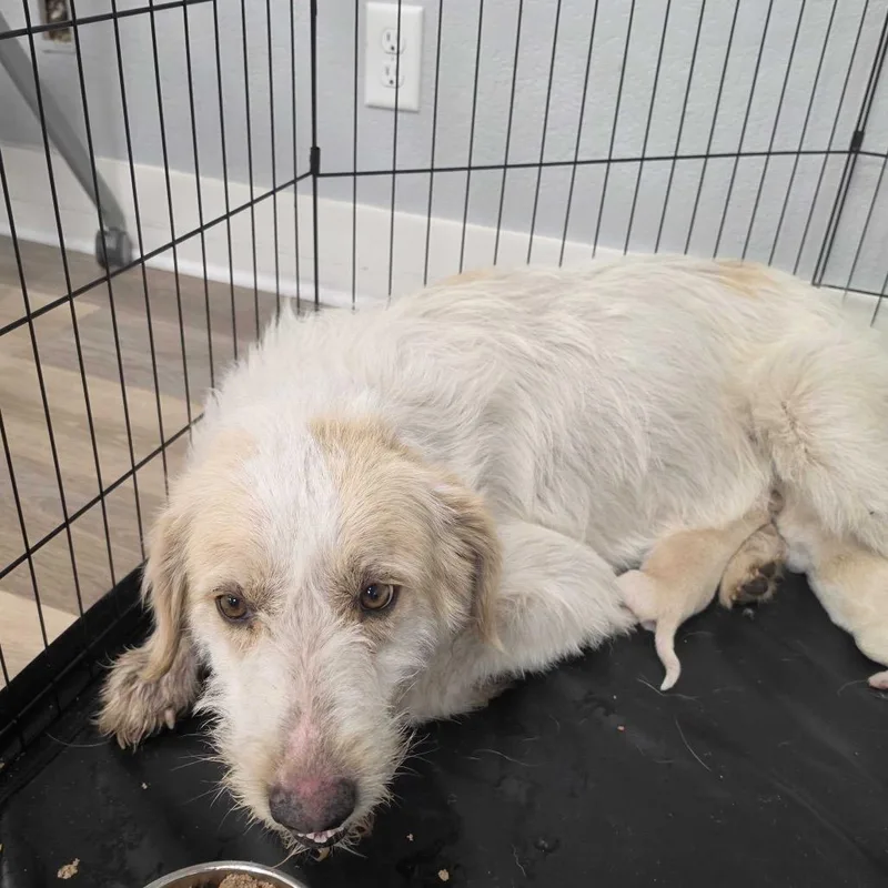 An adult large-sized female White / Cream Great Pyrenees dog named Meadow for adoption in Waco, TX