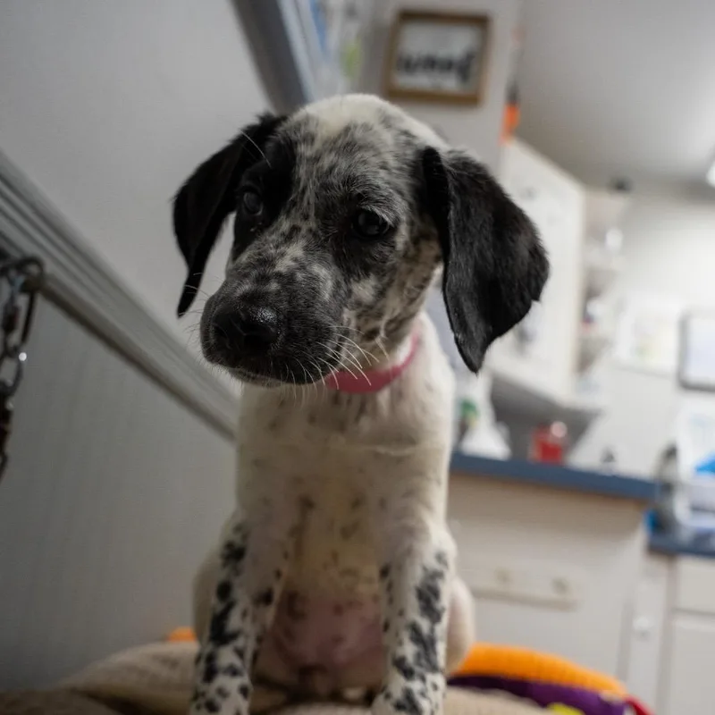 A baby medium-sized female Labrador Retriever dog named Owl for adoption in Pawling, NY