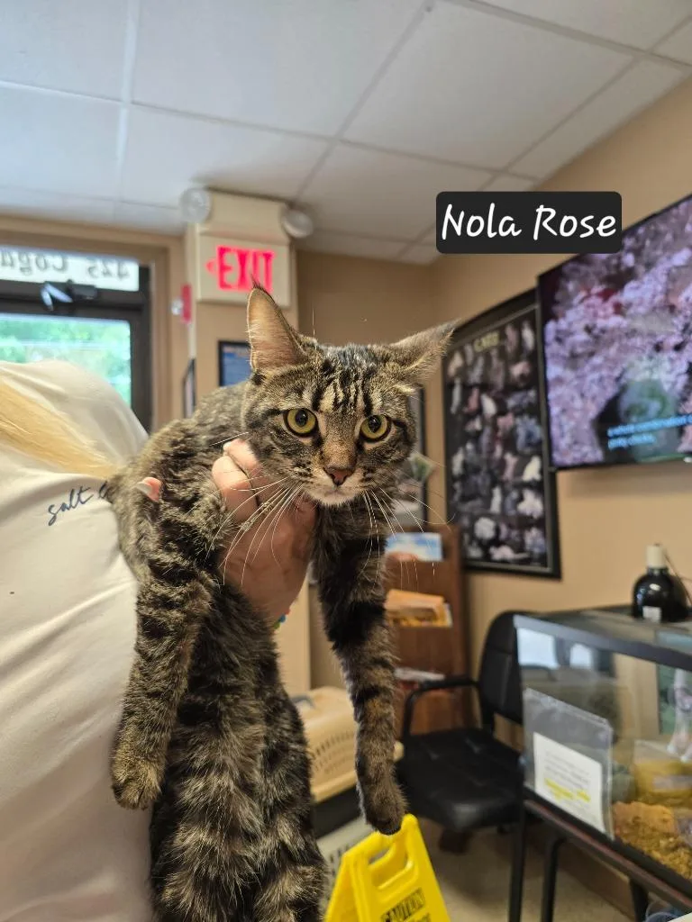 A young small-sized female Domestic Short Hair cat named Nola Rose for adoption in Maumelle, AR
