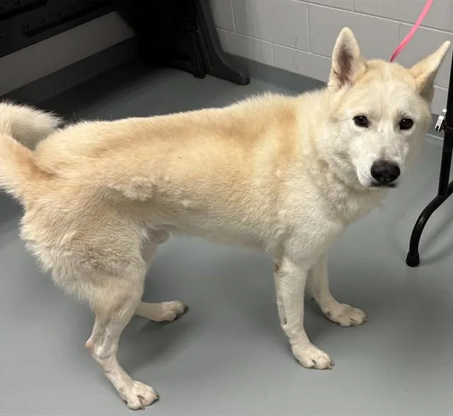 An adult large-sized male Siberian Husky dog named Blanco for adoption in Saint Cloud, FL