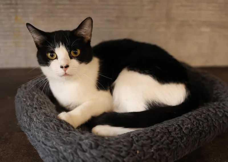 A young medium-sized female Black & White / Tuxedo Tuxedo cat named Stella Luna for adoption in Mira Loma, CA
