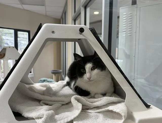 An adult medium-sized male Domestic Short Hair cat named Jingle for adoption in Methuen, MA