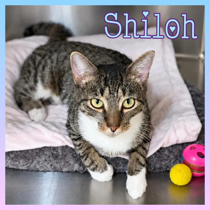 An adult medium-sized female Brown / Chocolate Domestic Short Hair cat named Shiloh for adoption in Southbury, CT