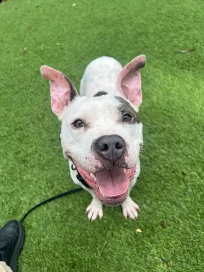 An adult large-sized male Terrier dog named Apollo for adoption in North Miami Beach, FL