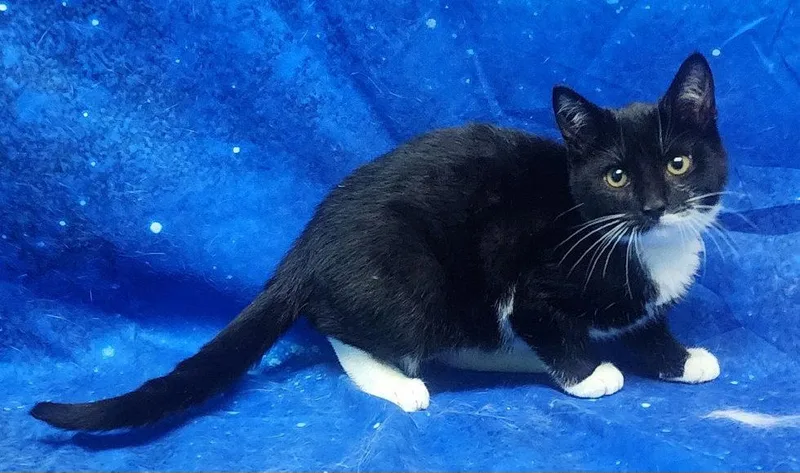 Madame Meow thumbnail 2