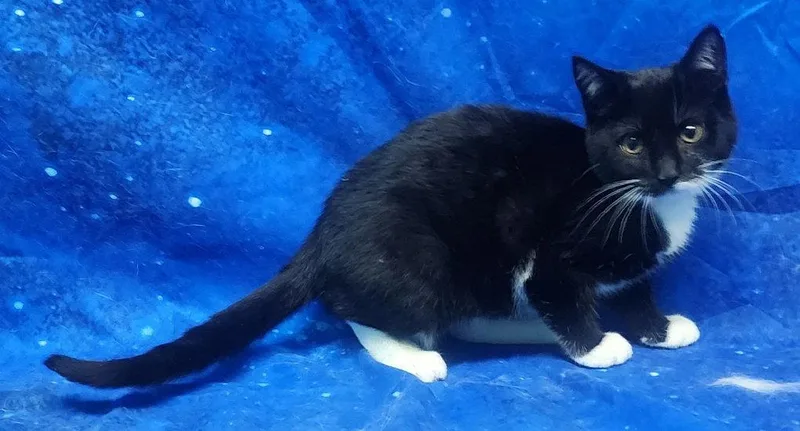 Madame Meow thumbnail 3