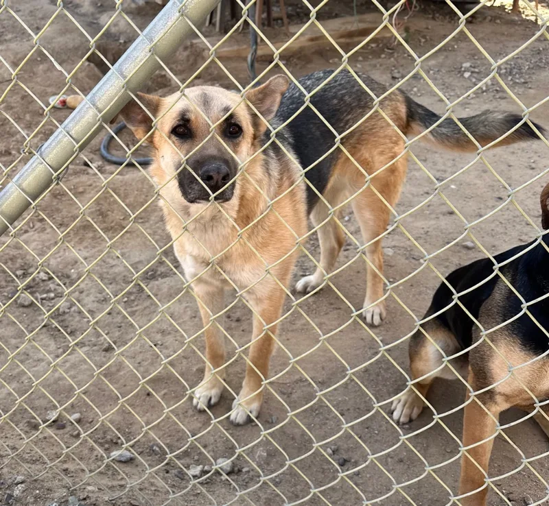 A young medium-sized female Brown / Chocolate German Shepherd Dog dog named Ariel for adoption in Mira Loma, CA