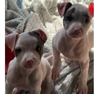 A baby medium-sized male White / Cream Pit Bull Terrier dog named Kenny for adoption in Joliet, IL