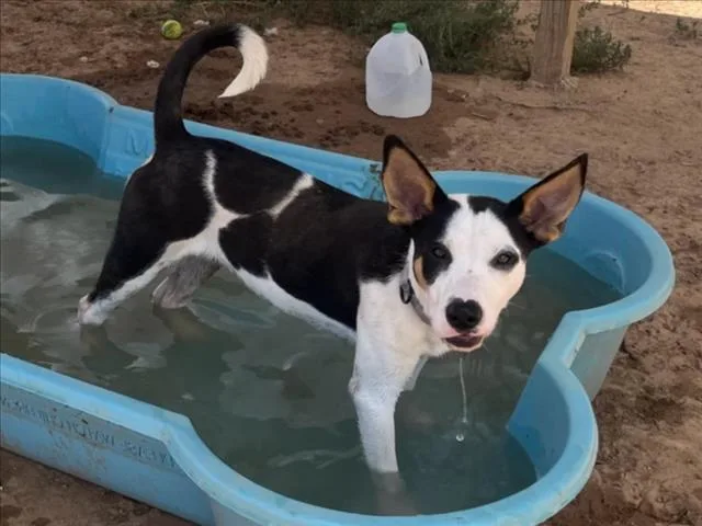 A young small-sized male Mixed Breed dog named Elf for adoption in Santa Fe, NM