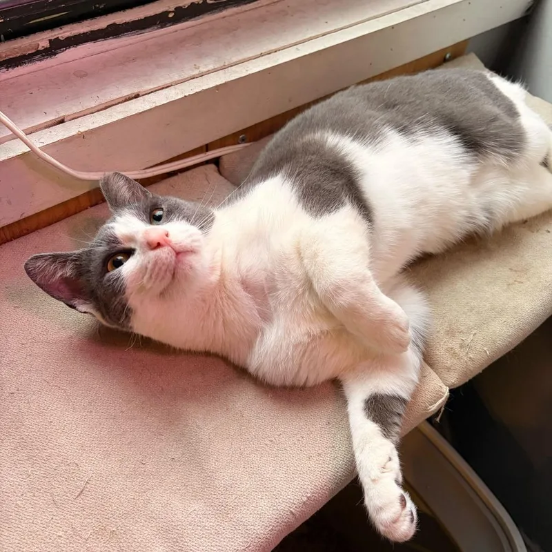 An adult small-sized male Gray / Blue / Silver Domestic Short Hair cat named Squid for adoption in New York, NY