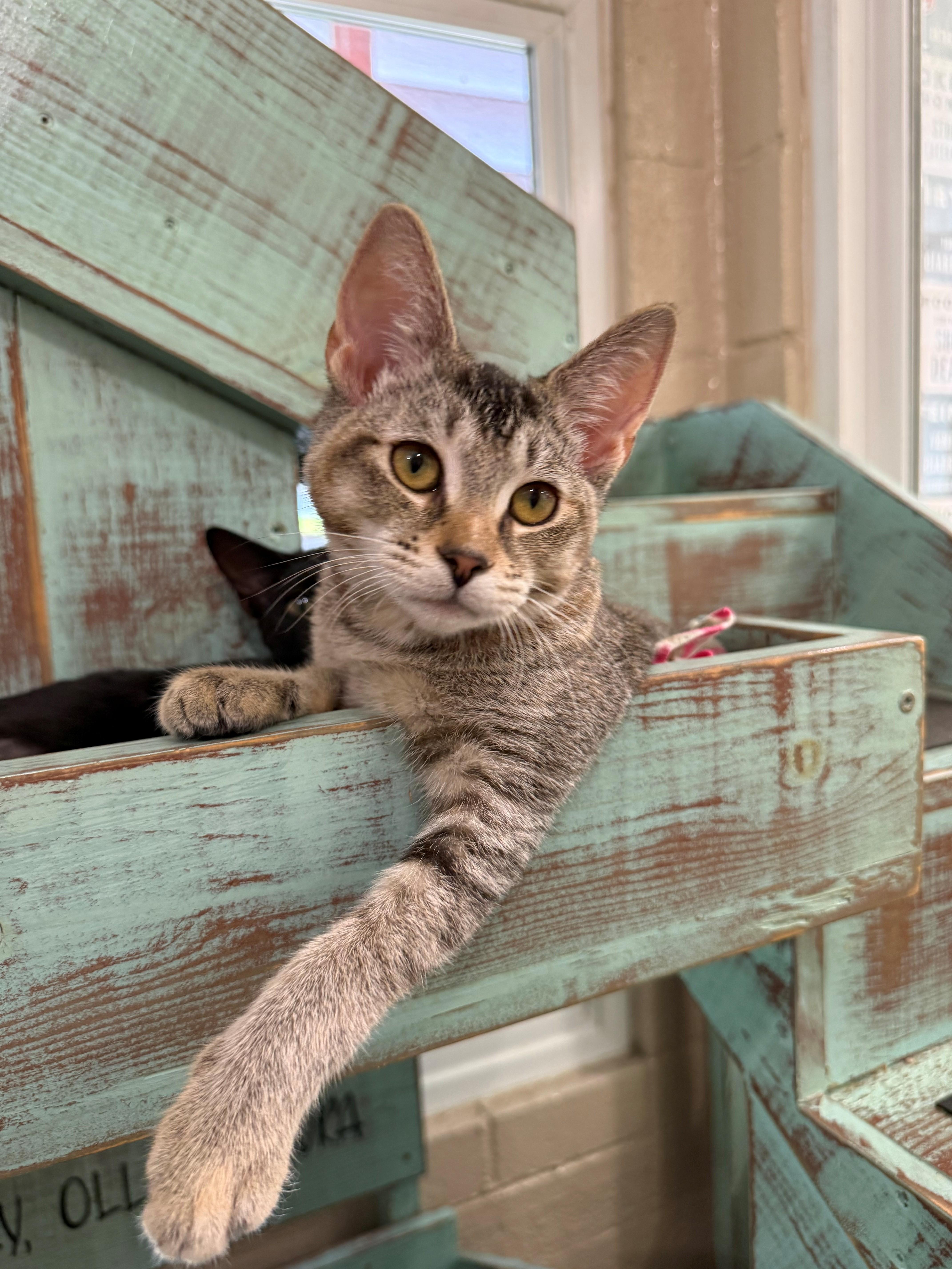 A young medium-sized female Dilute Tortoiseshell Domestic Short Hair cat named Abby for adoption in Laguna Beach, CA