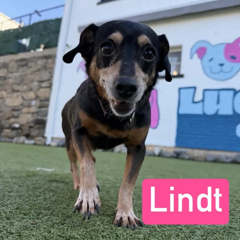 An adult small-sized female Black Dachshund dog named Lindy for adoption in Stamford, CT