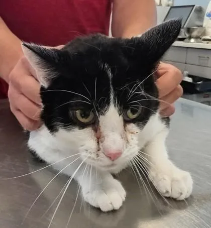 An adult small-sized male Domestic Short Hair cat named Freddie for adoption in Beatrice, NE