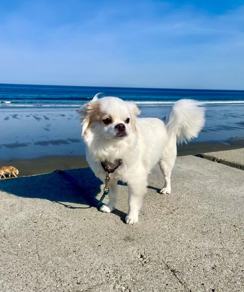 An adult small-sized male Yellow / Tan / Blond / Fawn Chihuahua dog named Nico for adoption in Pelham, NH
