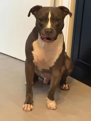 An adult medium-sized male Pit Bull Terrier dog named Morris for adoption in New Orleans, LA