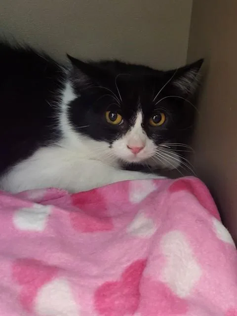 A young small-sized male Domestic Medium Hair cat named Crush for adoption in Albuquerque, NM