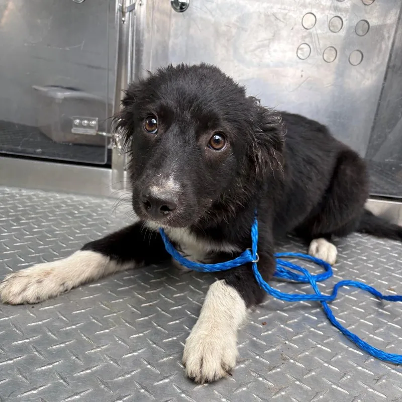 A baby medium-sized male Black Border Collie dog named Steelix for adoption in Bryan, TX