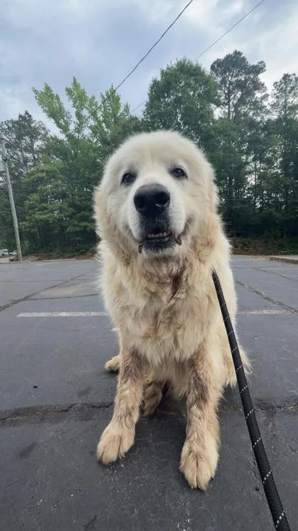 An adult extra large-sized male Great Pyrenees dog named Baxter for adoption in Atlanta, GA