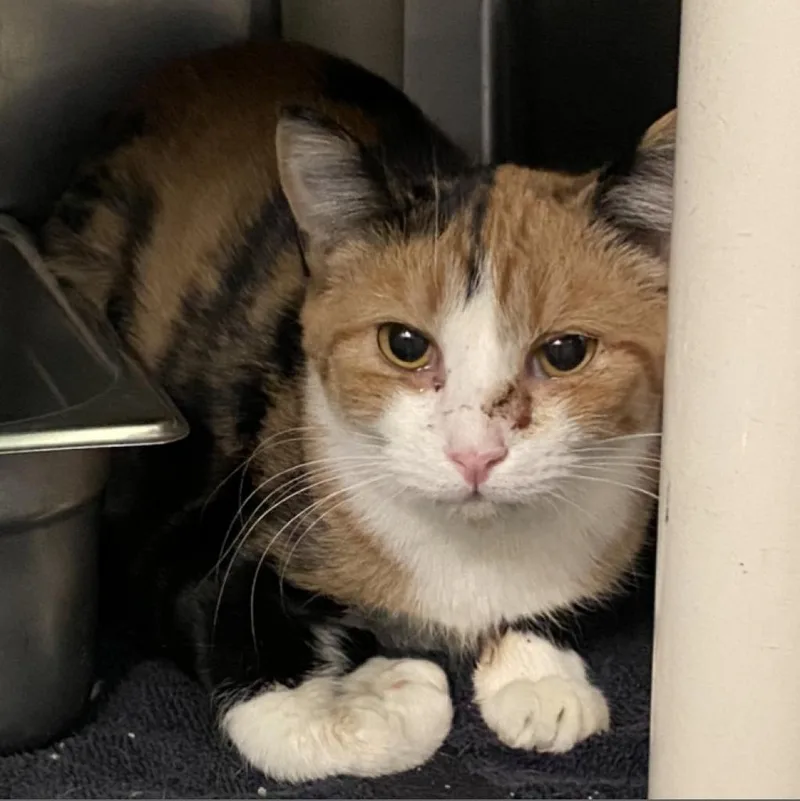 An adult medium-sized female Domestic Short Hair cat named Sweet Pea for adoption in Roanoke, VA