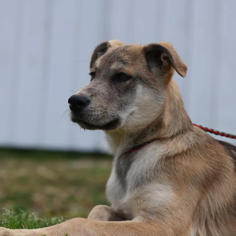 A young small-sized male Yellow / Tan / Blond / Fawn Mixed Breed dog named Bear for adoption in Hohenwald, TN