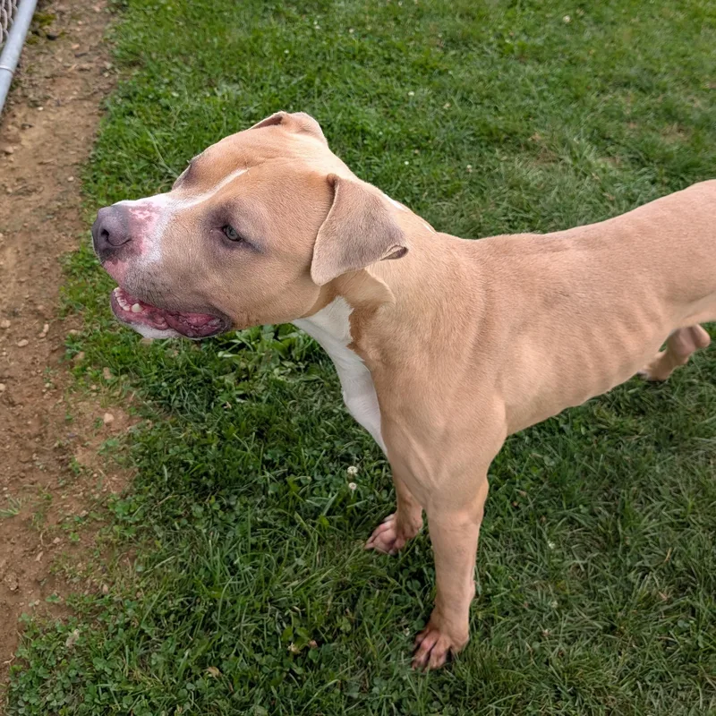 Looking For Owner