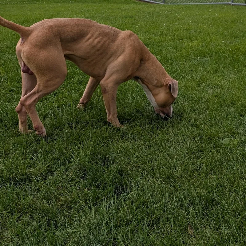 Looking For Owner thumbnail 2