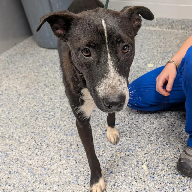 A young medium-sized female Black Mixed Breed dog named Andrina for adoption in Greenville, SC