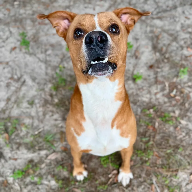 An adult medium-sized male Red / Chestnut / Orange Mixed Breed dog named Bogey for adoption in Milton, FL