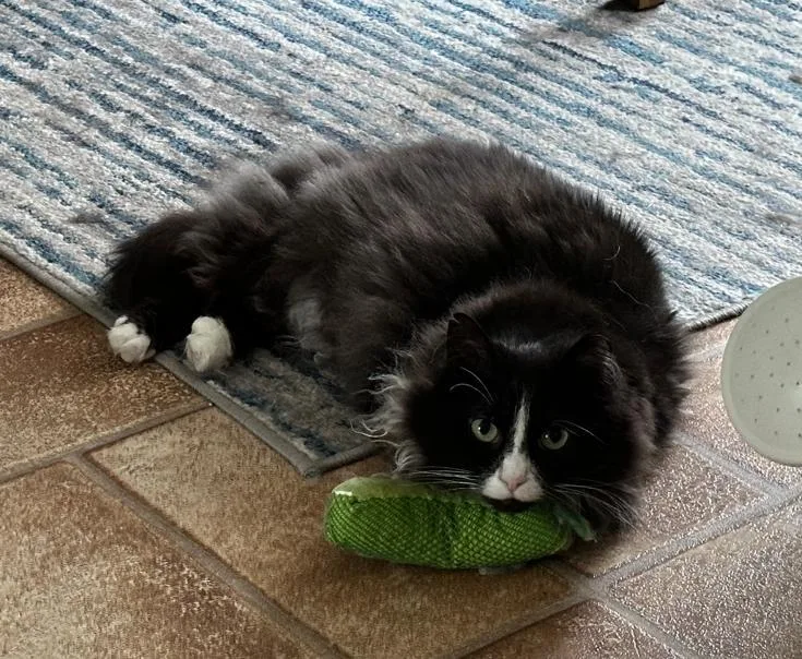 An adult medium-sized female Black & White / Tuxedo Domestic Long Hair cat named Wendy for adoption in Rochester, NY