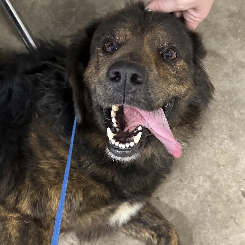 An adult medium-sized male Collie dog named Bear for adoption in Corbin, KY