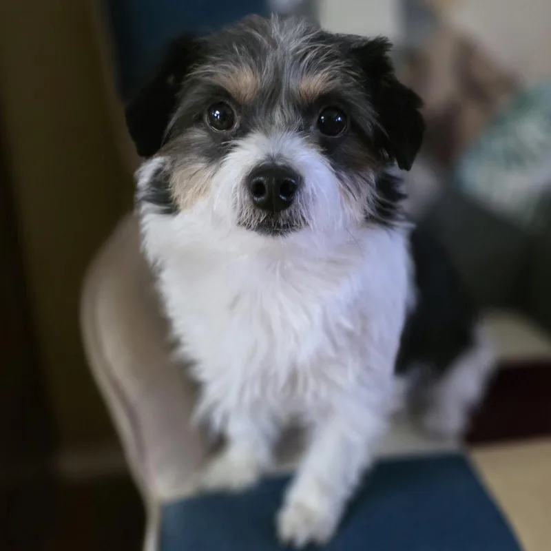 An adult small-sized male Tricolor (Brown, Black, & White) Jack Russell Terrier dog named Skurrufie for adoption in Clovis, CA