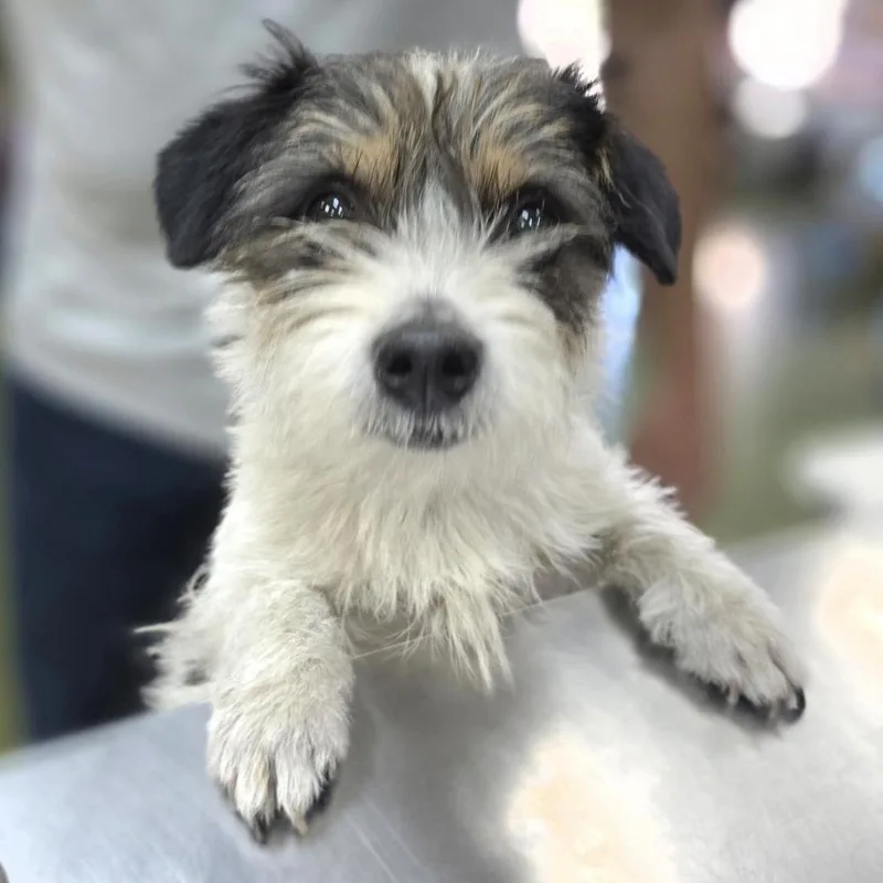 Skurrufie thumbnail 2