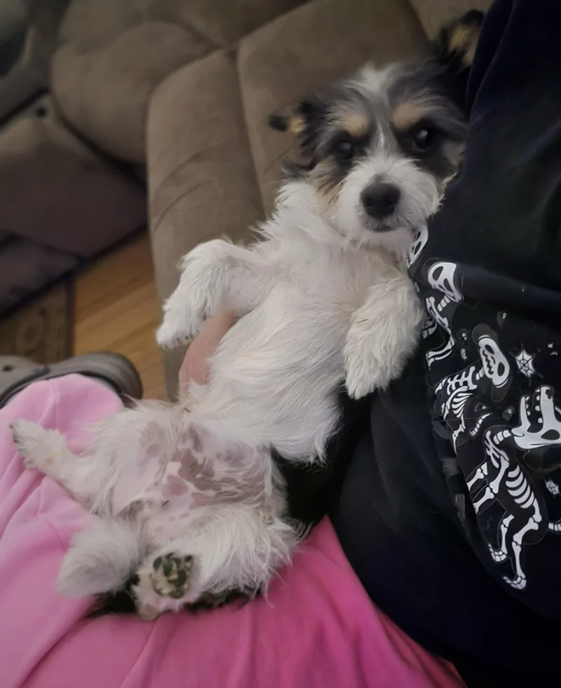 Skurrufie thumbnail 3