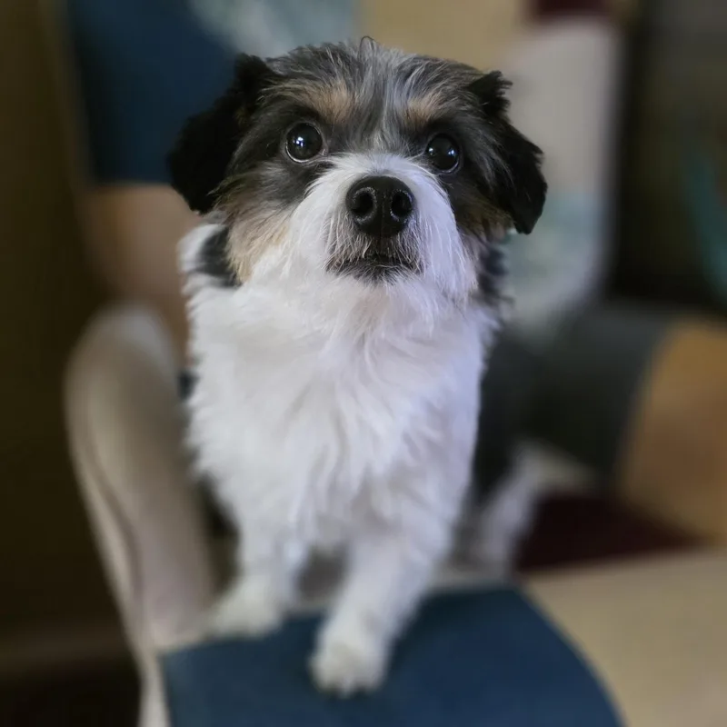 Skurrufie thumbnail 4