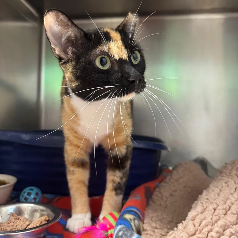 An adult medium-sized female Black Domestic Short Hair cat named Miss K for adoption in Pekin, IL