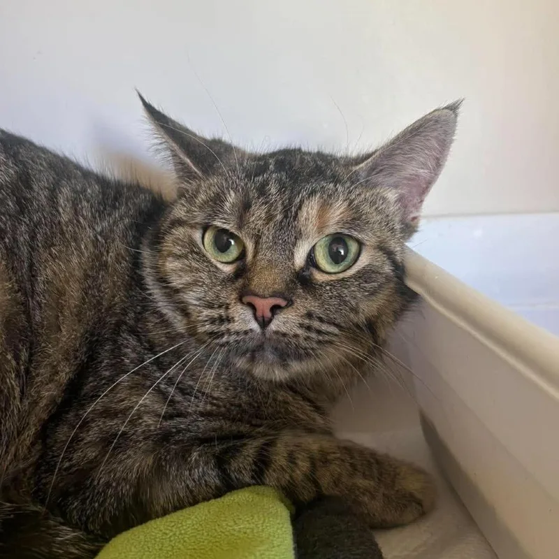An adult medium-sized female Domestic Short Hair cat named Eva for adoption in Rocky Mount, VA
