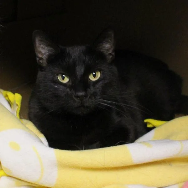 An adult medium-sized female Domestic Short Hair cat named Vana Bonded Buddy for adoption in Des Moines, IA