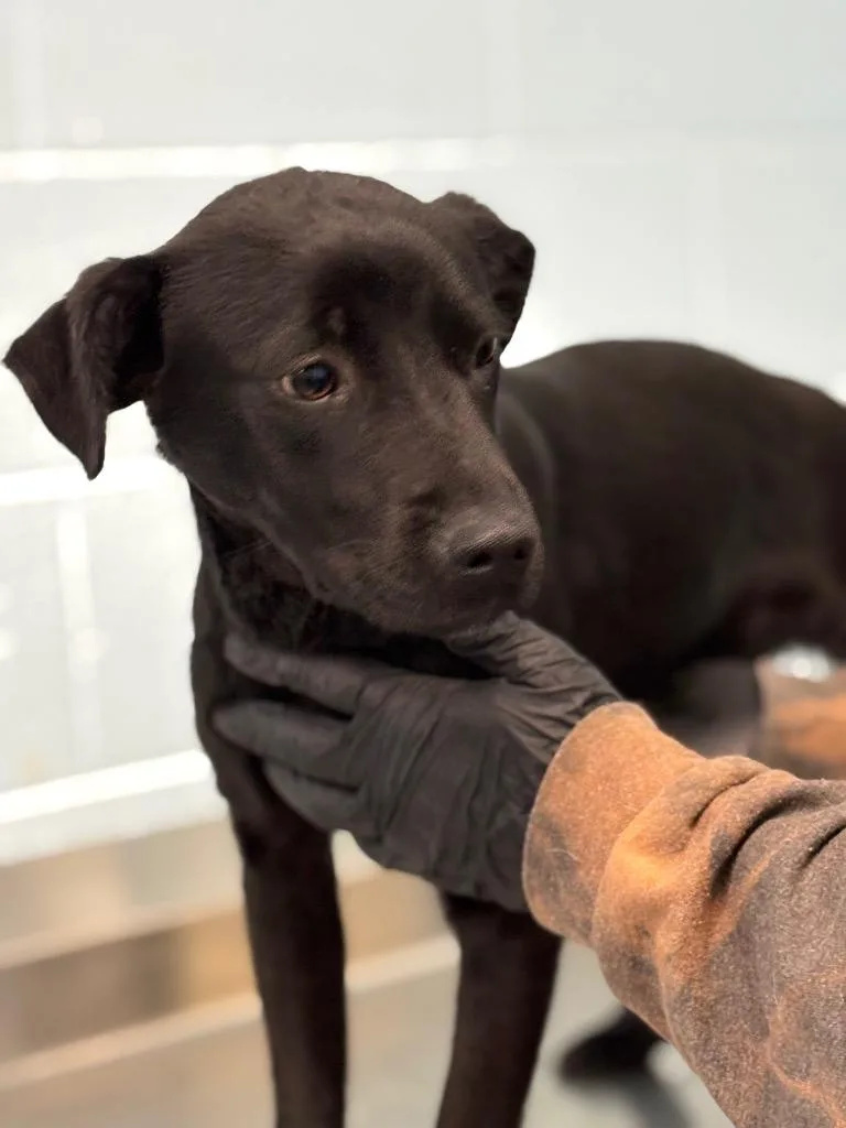 A baby small-sized female Labrador Retriever dog named Dixie for adoption in Effingham, SC